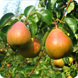 Our Pear Varieties